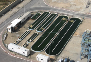 Growing Algae in Raceways Growing Algae in Raceways